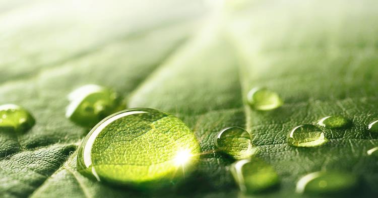 Ricoh belegt Platz 39 im Carbon Clean200 2025-Ranking