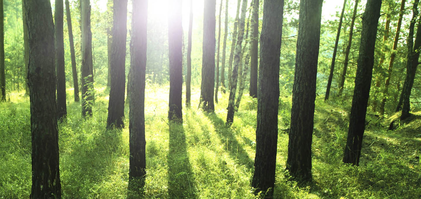 Reduzierung Ihres CO2-Fußabdrucks