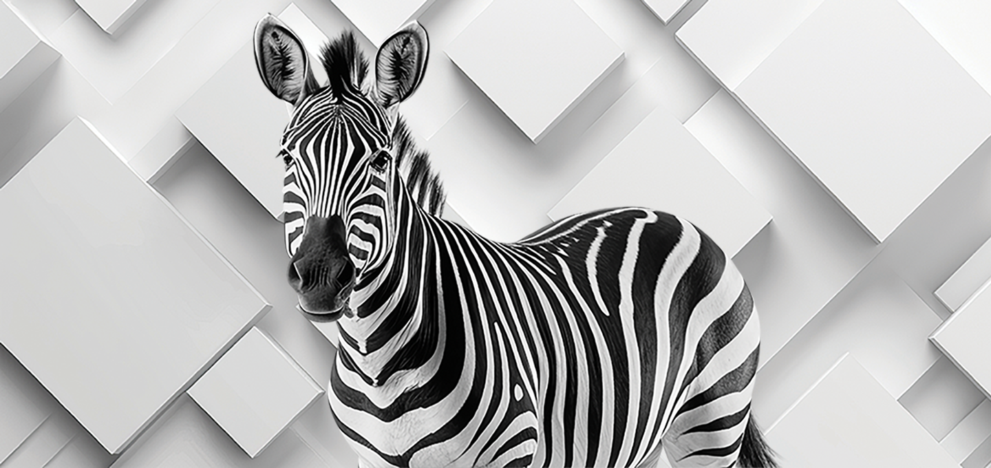 Zebra standing on the white background